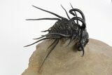 Insane Dicranurus Trilobite - Flying Preparation #310630-3